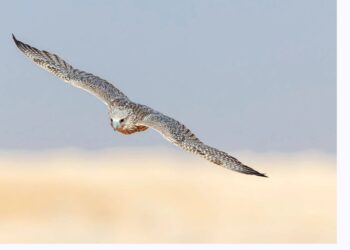 تنطلق اليوم فى السعودية ..بطولة كأس العلا لـ الصقور