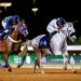 الخيل العربية تركض بالرياض على كأس رئيس الإمارات