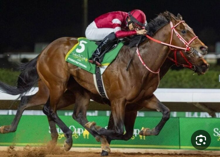 الحصان الياباني فوريفر يعود للرياض للدفاع عن كأس السعودية